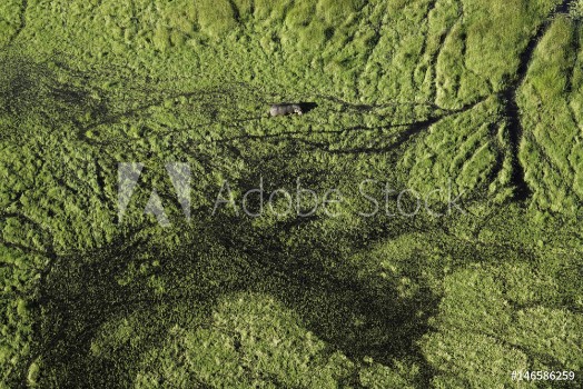 Bild på Aerial View of Hippo in the Okavango Delta